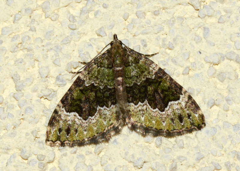 Geometridae da determinare